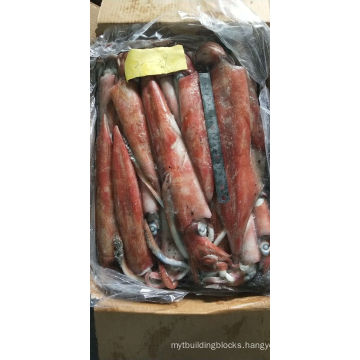 New Catching Frozen Loligo Chinensis Squid